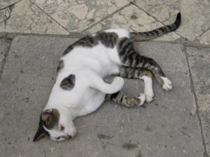 Cat nap on church steps in Dubrovnik